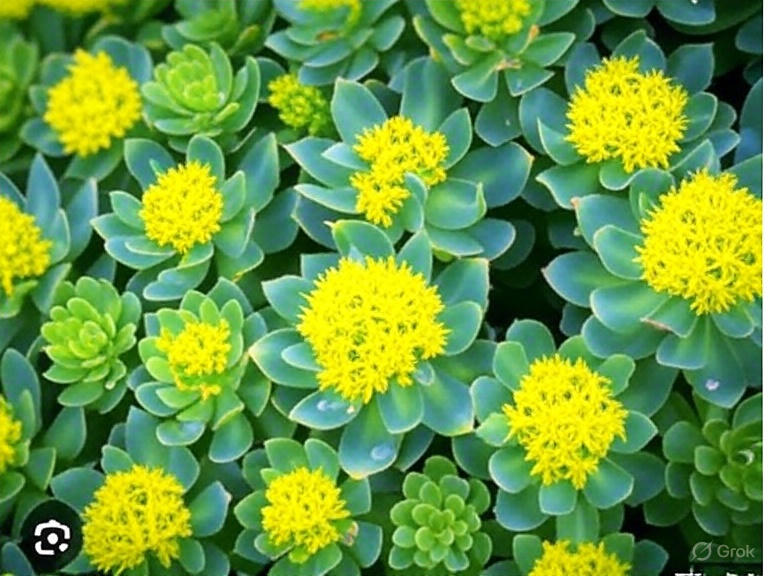 Rhodiola